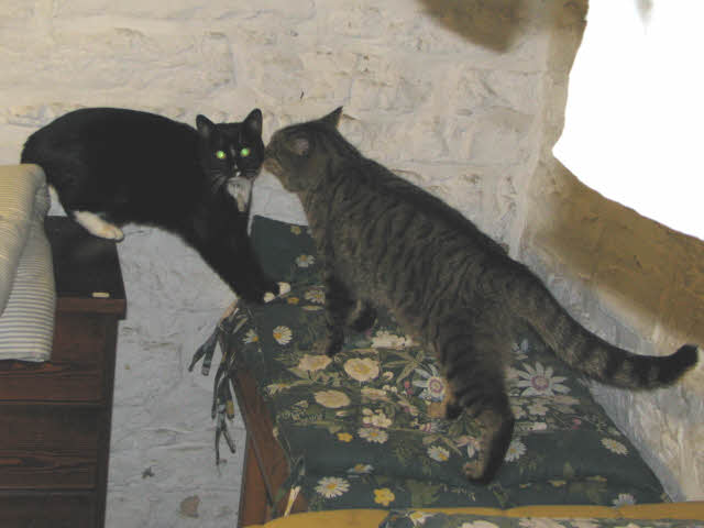 Tigers kompis